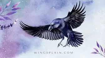 'Video thumbnail for Wingspan Board Game Review'