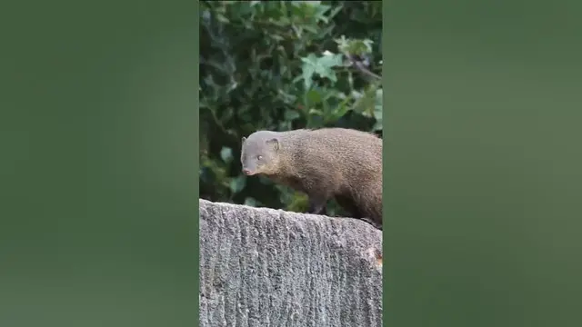 Video thumbnail for Brown mongoose #shorts