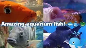 Video thumbnail for Aquarium fish video || Relax zone