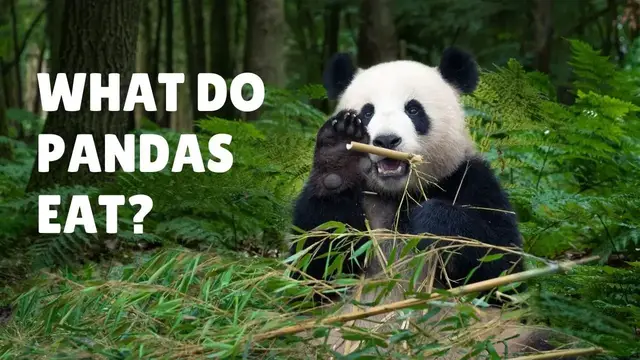 Video thumbnail for What do Pandas Eat - In the Wild and In Captivity - Pandas Diet
