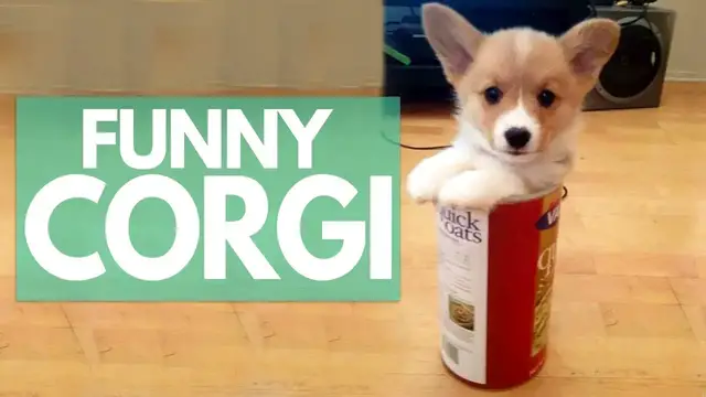 'Video thumbnail for Cute Corgi Puppies Compilation 2020 | Cutest Corgi Puppies Ever'
