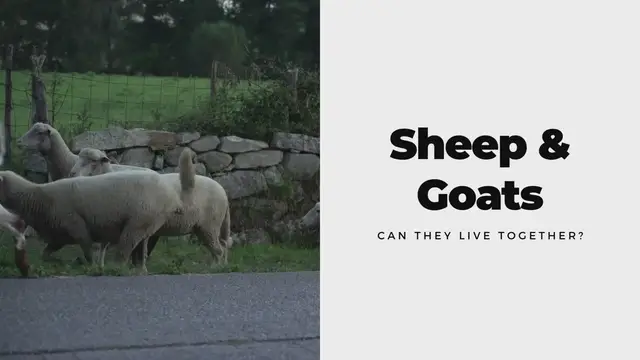 'Video thumbnail for Can Goats and Sheep Live together'