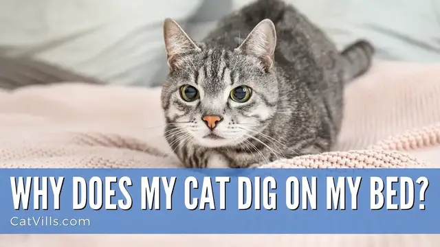 Video thumbnail for WHY DOES MY CAT DIG ON MY BED?