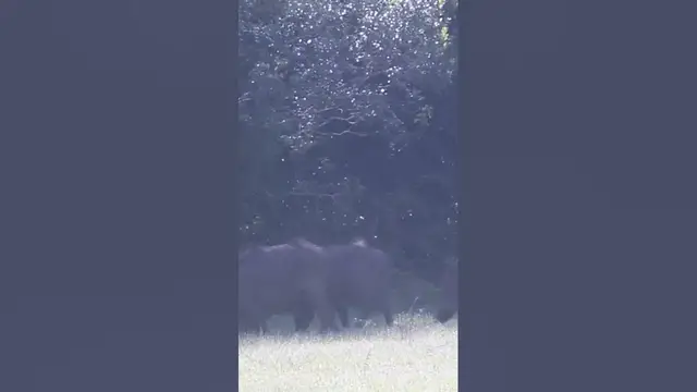 Video thumbnail for Wild boar herd #shorts