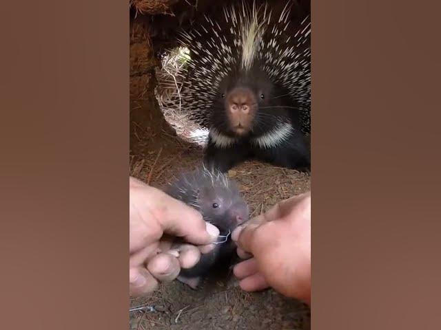 Video thumbnail for Hands Twisting Wire in a Cramped Forest Den