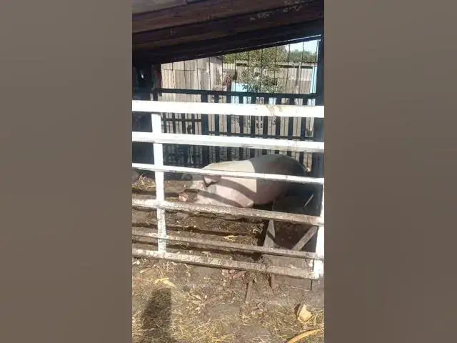 Video thumbnail for Adorable pig😍😘🥰#shorts