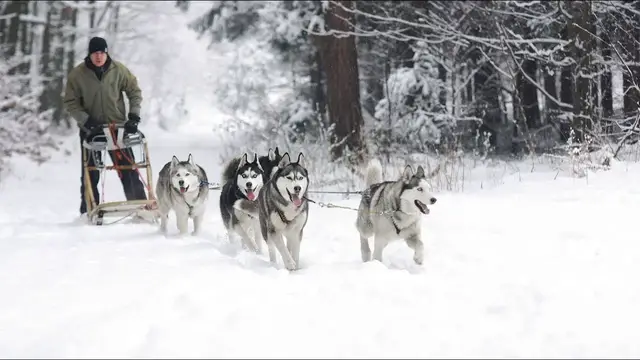 Video thumbnail for Rasy pierwotne psów, czyli jakie? Sprawdź listę ras pierwotnych i dowiedz się o nich więcej!