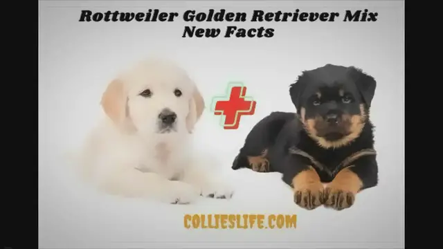 'Video thumbnail for Rottweiler Golden Retriever Mix New Facts'
