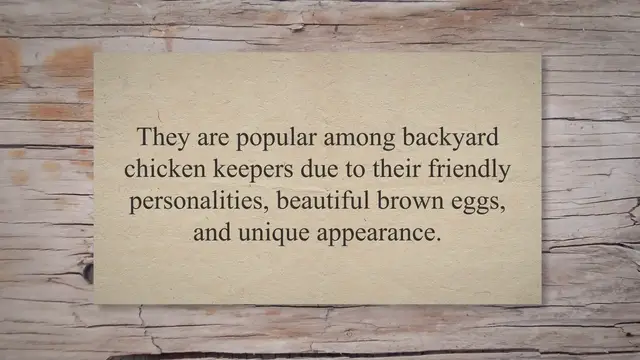 Video thumbnail for Welsummer Chickens: Everything you need to know!