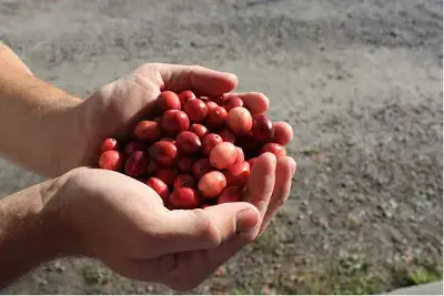 Video thumbnail for Cranberry Harvest in Bala, Ontario, Canada