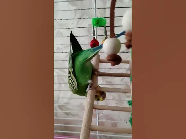 Video thumbnail for Cute budgie😍😘🥰#shorts