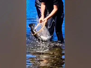 'Video thumbnail for Big Eastern Sierra Trout Didn't Fit in the Trout Net'