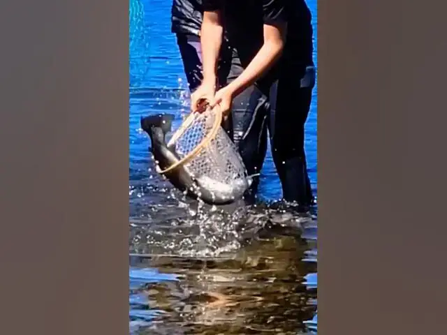 'Video thumbnail for Big Eastern Sierra Trout Didn't Fit in the Trout Net'