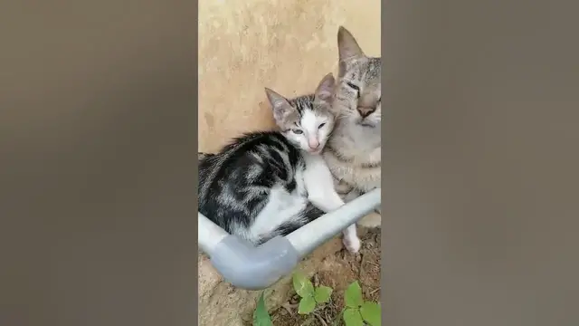 Video thumbnail for little cat and mother cat sunbathing