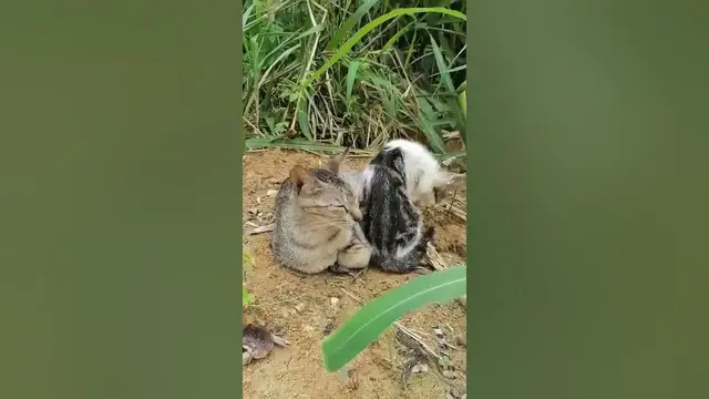 Video thumbnail for cats sunbathing