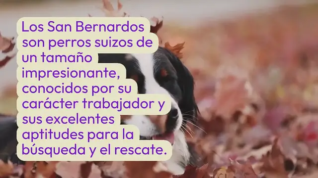 Video thumbnail for Todos los colores del perro San Bernardo explicados