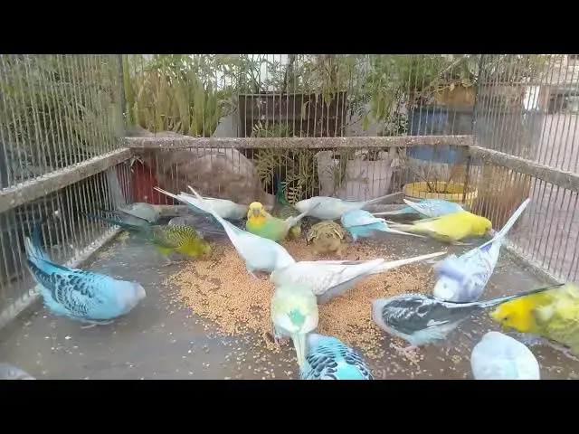 'Video thumbnail for CUTE Budgie Hobby Time β Fun, Beautiful, Rainbow Moments #CuteBirds'