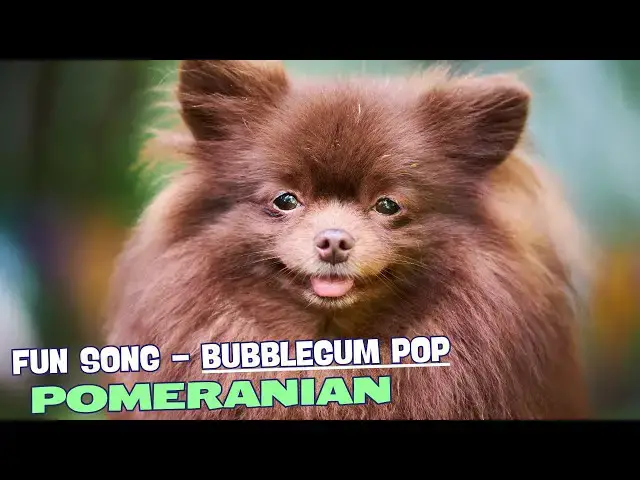 Video thumbnail for 🐾🎶 Little Puffball Bouncing Round🎶🐾