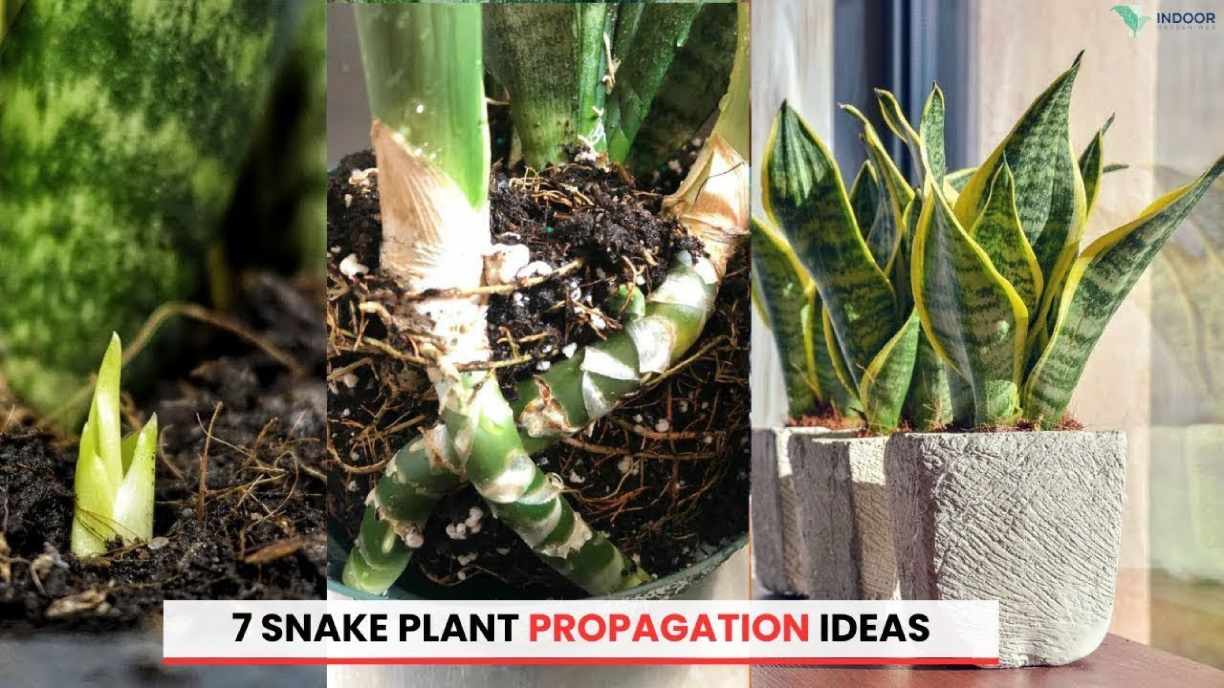 Video thumbnail for 7 Best Snake Plant Propagation Ideas