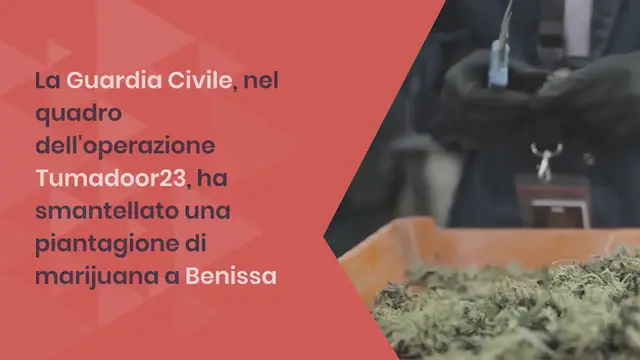 Video thumbnail for Smantellano una piantagione di marijuana al coperto a Benissa e arrestano i responsabili: