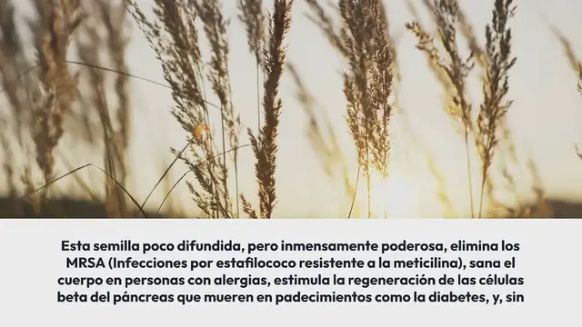 Video thumbnail for La semilla negra – poderoso remedio para todos los males