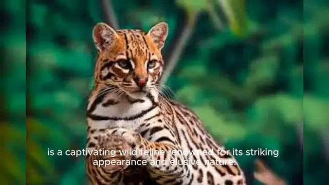 Video thumbnail for Ocelot