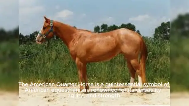 Video thumbnail for American Quarter Horse