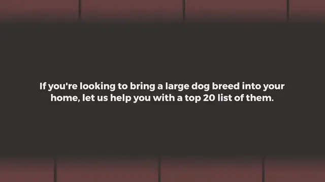 Video thumbnail for 20 large dog breeds (with pictures!)