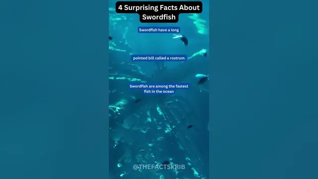 Video thumbnail for 4 Surprising Facts About Swordfish