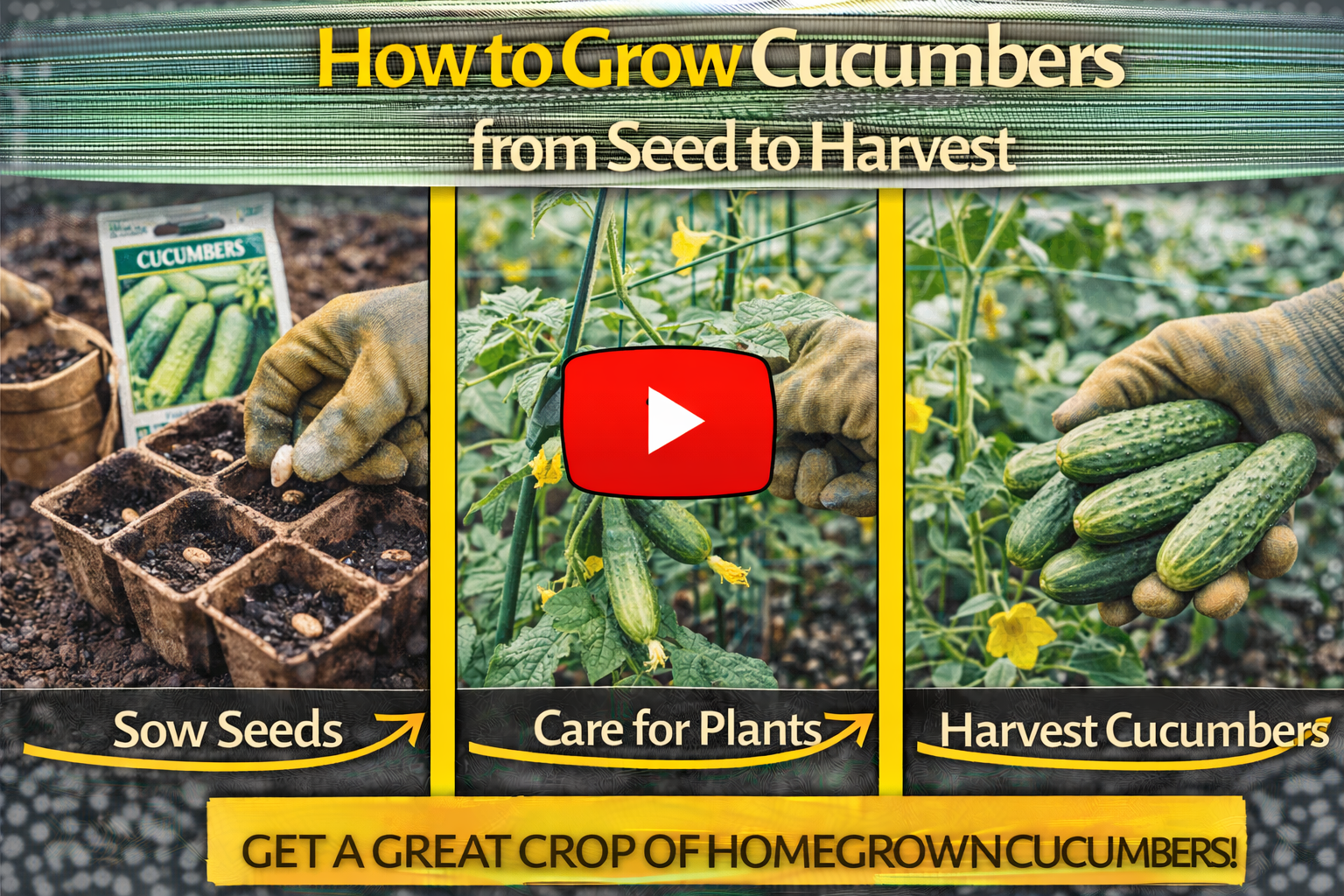 Video thumbnail for How to Grow Cucumbers from Seed to Harvest