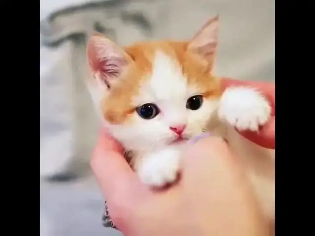 Video thumbnail for قطط صغيره جميله قطط صغيره مميزه لعشاق القطط