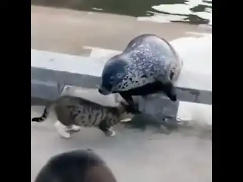 Video thumbnail for Cat and fhish funny | cat funny | fhish funny | fhish and cat videos | fhish funniest moment #shorts