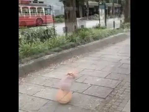 Video thumbnail for Pig and chicken funny video | pig funniest video | chicken funny video #shorts