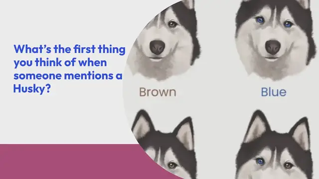 Video thumbnail for All the Siberian Husky Eye Colors Explained (With Pictures!)