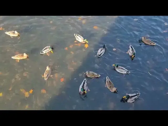 Video thumbnail for Beautiful Duckling with babies they're so cute Look at how happy these birds are when I feed them