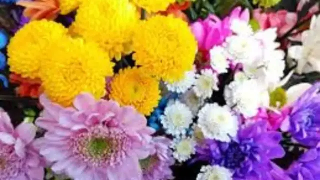 Video thumbnail for 10 Lucky Lunar New Year Flowers: video blog