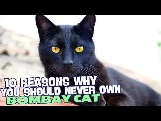 Video thumbnail for 10 Reasons Why You Should NEVER Own a Bombay Cat 🐾