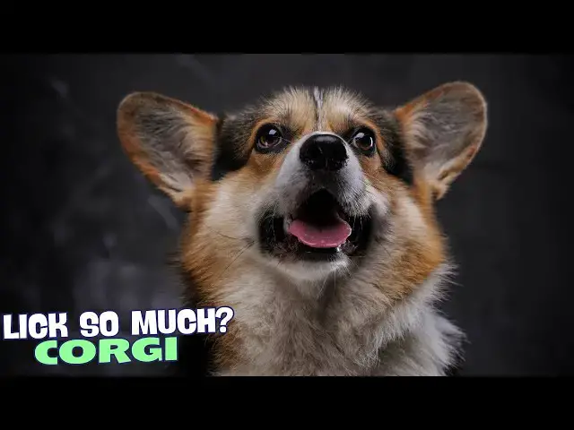 Video thumbnail for Why Do Corgis Lick So Much? 🐾