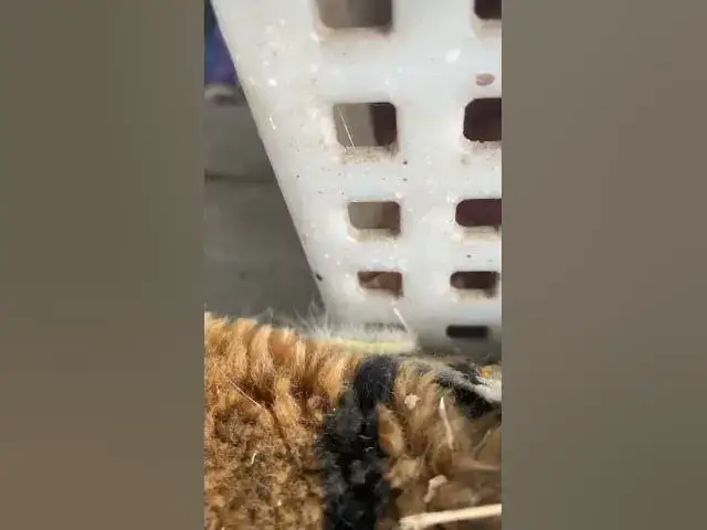 Video thumbnail for Curious caterpillar🤔🤨😘#shorts