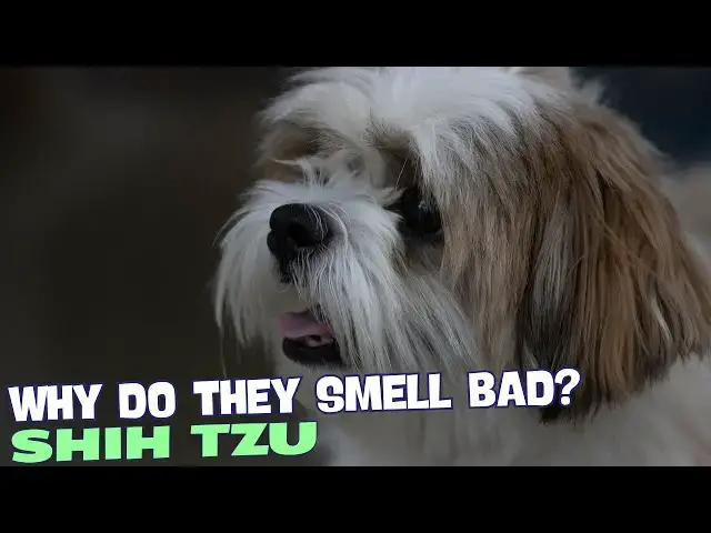 Video thumbnail for Why Do Shih Tzu Smell Bad? ???