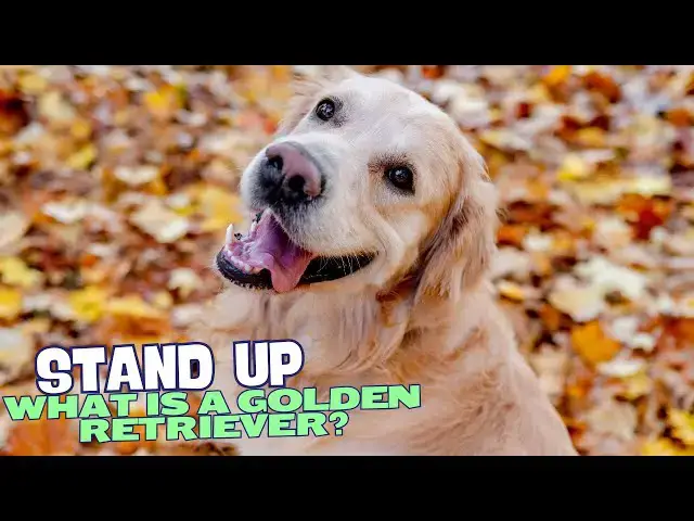 Video thumbnail for What is a Golden Retriever? 🐕