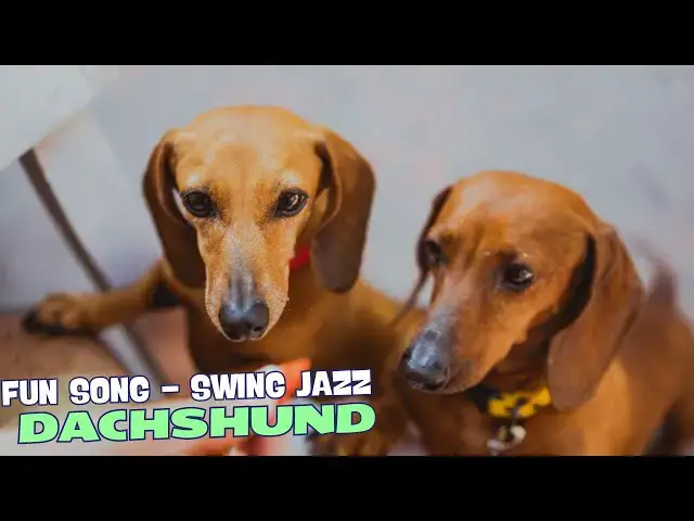 Video thumbnail for 🎶 "Hot Dog Dreams"🌭🐾