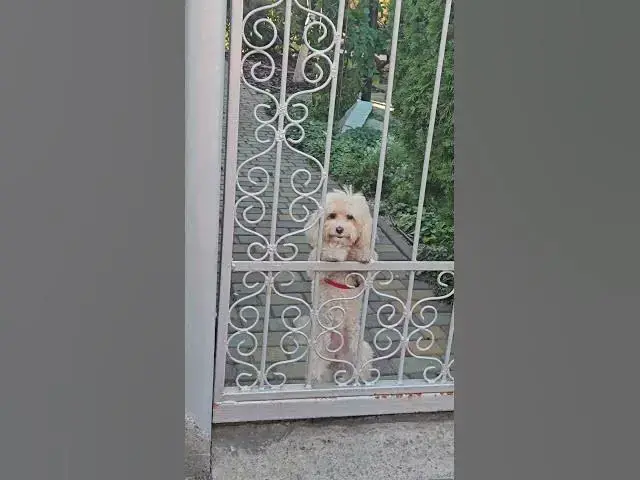 Video thumbnail for Curious poodle😀😂🤣#shorts