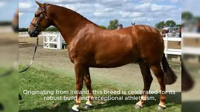 Video thumbnail for Irish Draught Horse