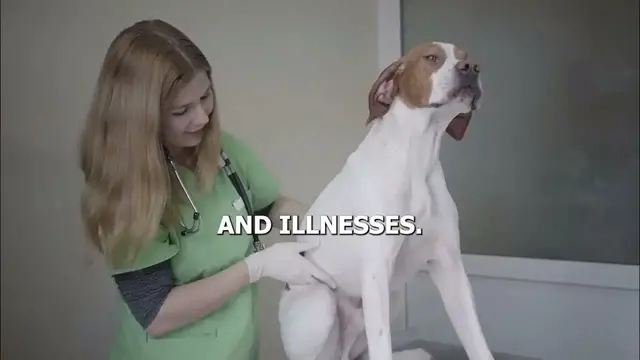 'Video thumbnail for Dry Dog Food vs Wet Dog Food: Pros and Cons'