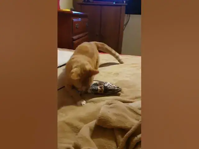 'Video thumbnail for silly kitty #cat #ginger'