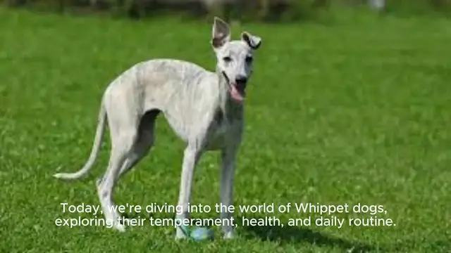 Video thumbnail for Whippet