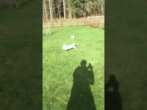 'Video thumbnail for Chasing Django like crazy at The Meikleour Arms in Perth, Scotland #maltesepuppies #dogs #dogchase'