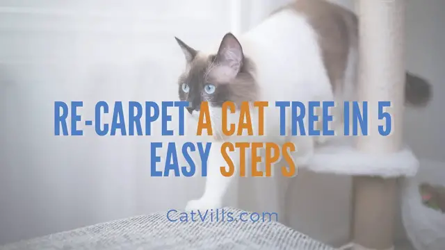 Video thumbnail for RE CARPET A CAT TREE IN 5 EASY STEPS
