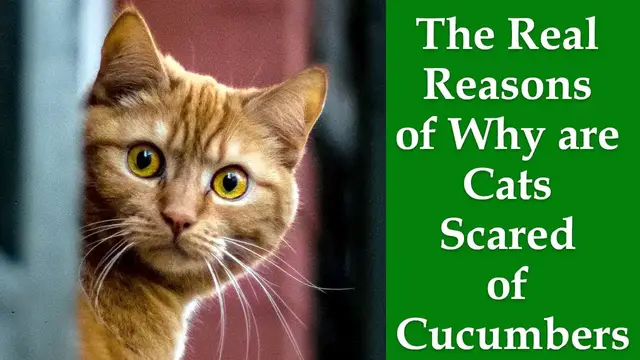 Video thumbnail for Why Cats Afraid Of Cucumbers: The Real Reasons